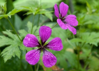 geranium-psilostemon
