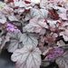 http://gardengrab.co.uk/post/66678638549