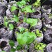 http://gardengrab.co.uk/post/45201403081