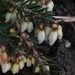 http://gardengrab.co.uk/post/71765740480
