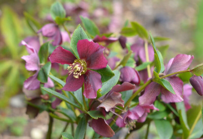 my-top-pick-of-the-best-plants-to-choose-for-your