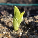 http://gardengrab.co.uk/post/71357728569