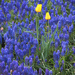 http://gardengrab.co.uk/post/65190706847