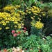 http://gardengrab.co.uk/post/59120862347