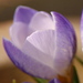 http://gardengrab.co.uk/post/45220826837