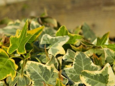 word-up-gardening-glossary-a-z-v-is-for