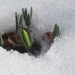 http://gardengrab.co.uk/post/44629847462