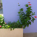 http://gardengrab.co.uk/post/57561633512