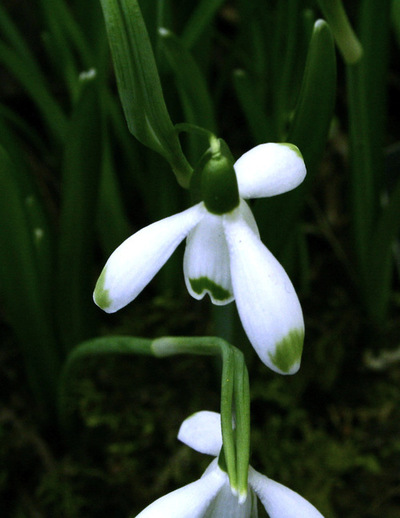galanthus