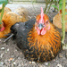 http://gardengrab.co.uk/post/44721363270