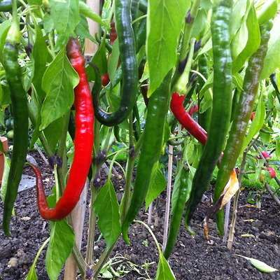 the-chilli-challenge