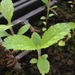 http://gardengrab.co.uk/post/59755344967