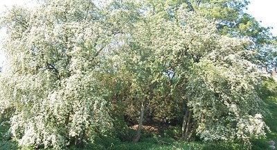 designing-a-new-garden-in-upper-nidderdale