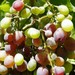http://gardengrab.co.uk/post/45512153002