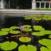 http://gardengrab.co.uk/post/59509220764