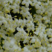http://gardengrab.co.uk/post/53024077397