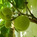 http://gardengrab.co.uk/post/55292340657