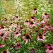 http://gardengrab.co.uk/post/60567389570