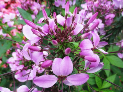plan-for-your-summer-garden-by-sowing-seeds-and