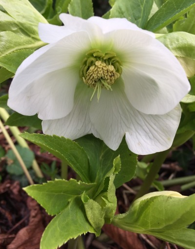 christmas-rose