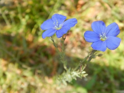 flax-a-tiny-blue-flower-with-a-large-history