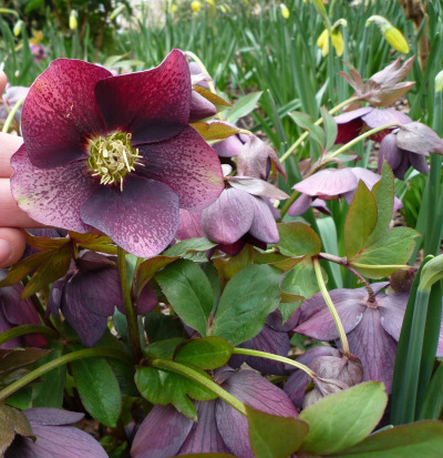 in-praise-of-hellebores