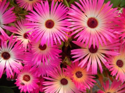 ice-ice-flower-baby-wordless-wednesday