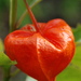 http://gardengrab.co.uk/post/65143646155