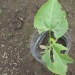 http://gardengrab.co.uk/post/52863953415