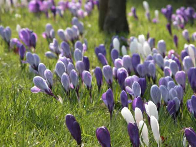 add-a-splash-of-colour-to-flower-beds-and-pots