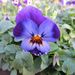 http://gardengrab.co.uk/post/67060072976