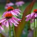http://gardengrab.co.uk/post/57566712449