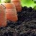 http://gardengrab.co.uk/post/57640777752