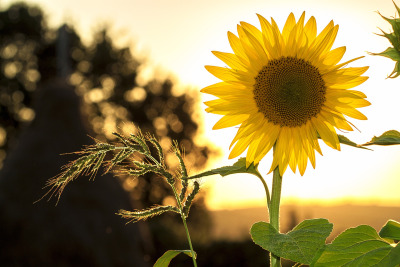 only-got-10-minutes-to-spare-for-gardening-you
