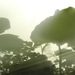 http://gardengrab.co.uk/post/57182456026