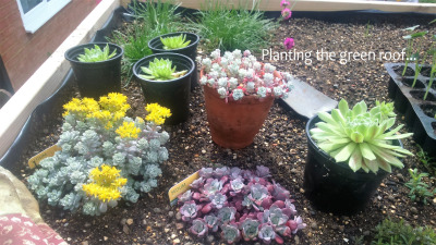 im-finally-planting-the-green-roof-on-my