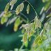 http://gardengrab.co.uk/post/58923430706