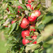 http://gardengrab.co.uk/post/65432295716