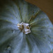 http://gardengrab.co.uk/post/70724136093