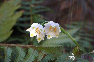 leucojum-vernum-spring-snowflake