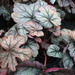 http://gardengrab.co.uk/post/70301661759