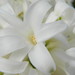 http://gardengrab.co.uk/post/65159649191