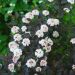 http://gardengrab.co.uk/post/52495357427