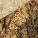 http://gardengrab.co.uk/post/57192604282