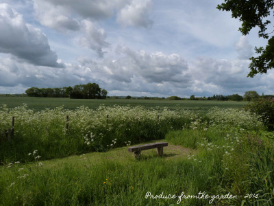 my-meadow-ive-planted-with-camassia-bulbs-i
