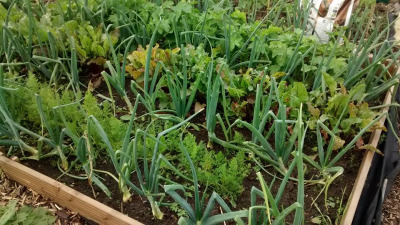 helens-allotment