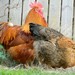 http://gardengrab.co.uk/post/70322735604