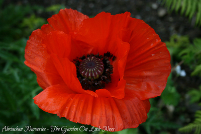 is-2014-the-year-of-the-poppy