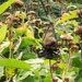 http://gardengrab.co.uk/post/60401652151