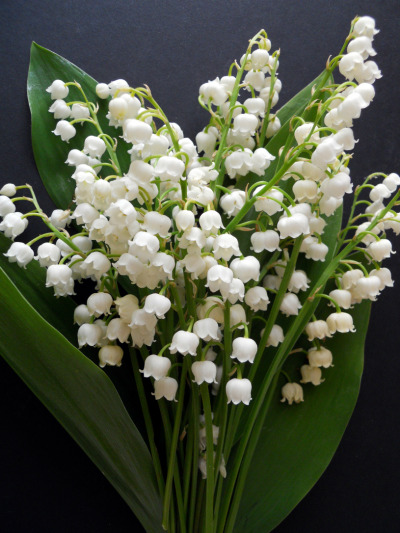 flowers-are-a-popular-birthday-gift-and-choosing